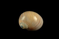 藏品(細紋玉螺)的圖片